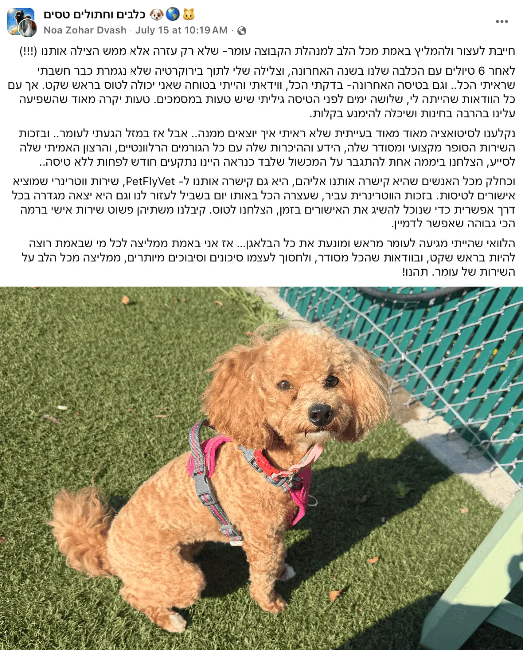 טיסה כלב ניו יורק ארצות הברית